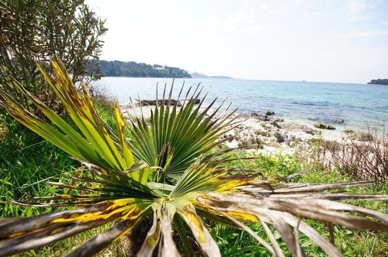 Rooms In Rovinj With Sea View, Balcony, Air Conditioning, Wifi 81-1 Exteriör bild